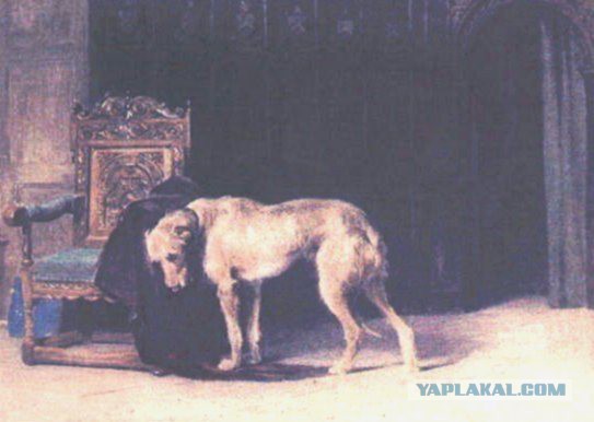 О, my dog