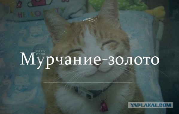 Котовторник 25.02.2014