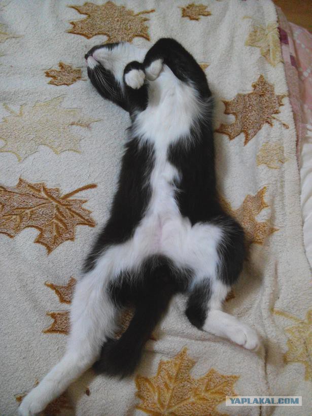 Котовторник 04.03.2014