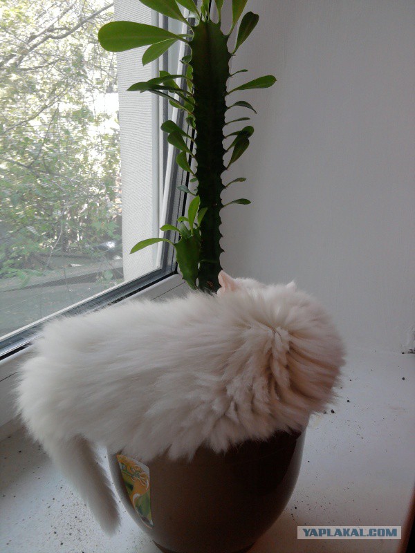 Котовторник 01.04.2014