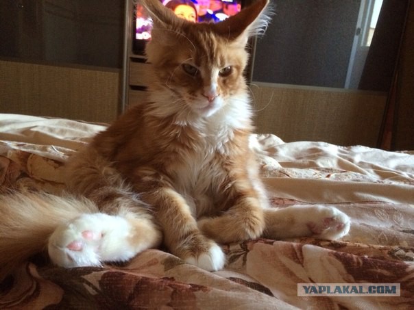 Котовторник   15.04.2014