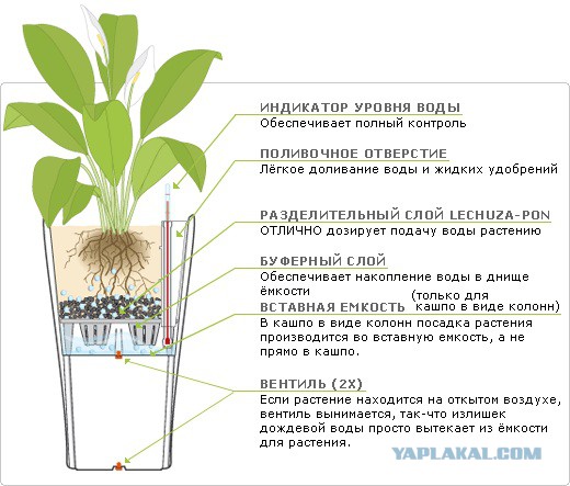 Как вырастить авокадо