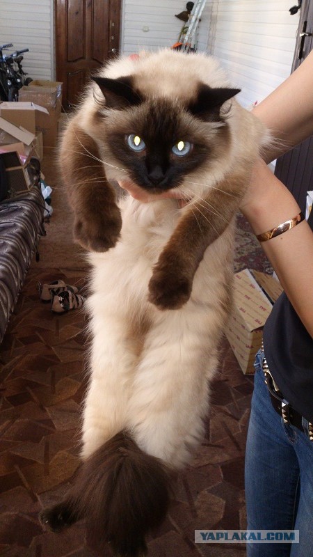 С Котовторником!