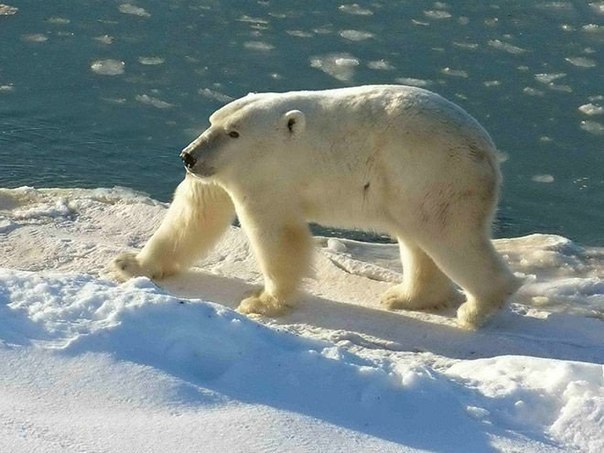 Если бы у животных не было бы шеи!