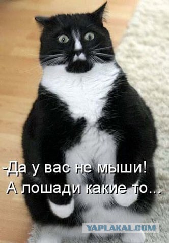 Смешные картинки