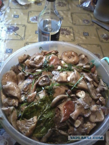 Вспомним лето! Вылазка за грибами.