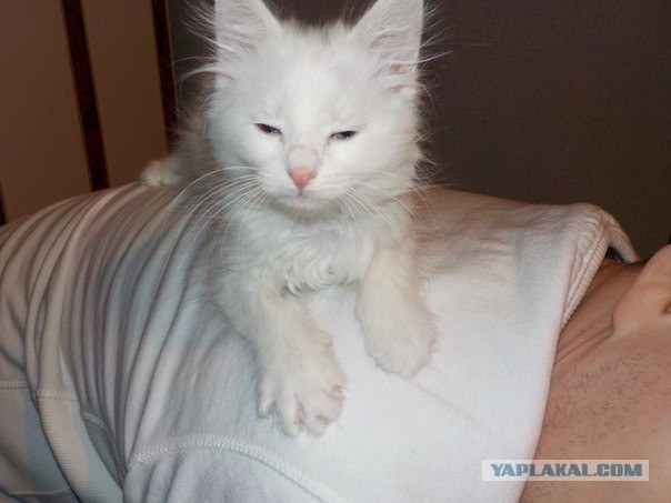 Котовторник