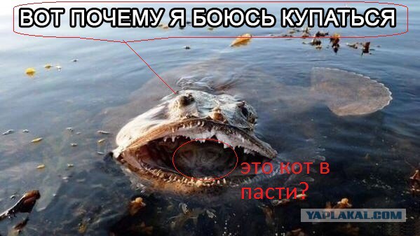 Забавные картинки из Сети