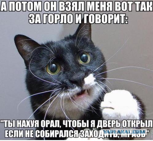 Котовторнику посвящается.
