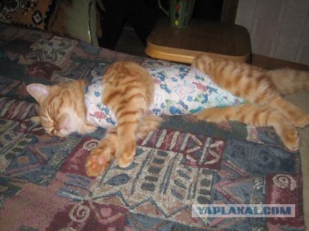 Котовторник 12.05.2015