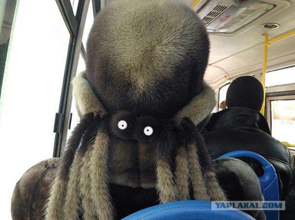 Они повсюду: забавная парейдолия