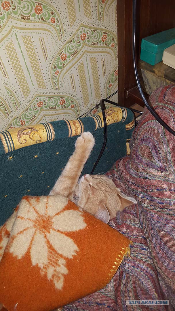 Котовторник 17.11.2015