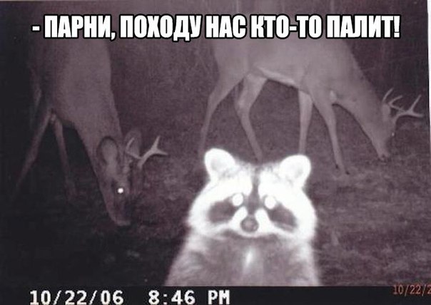 Немного картинок