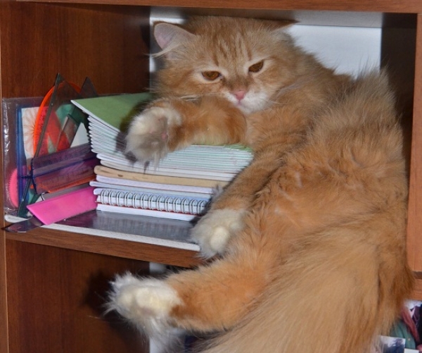 Котовторник  01.03.2016