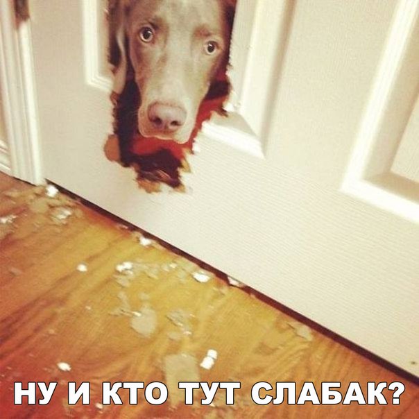 Мохнатые беспредельщики