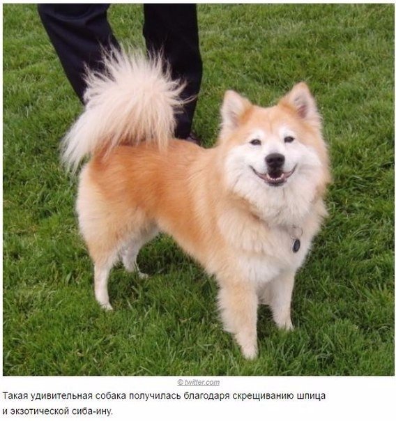 Мохнатые беспредельщики