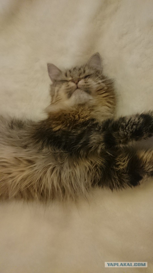Котовторник 09.08.2016
