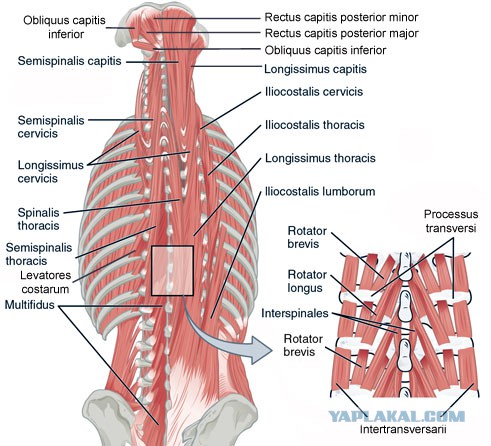 Longissimus Thoracis мышца
