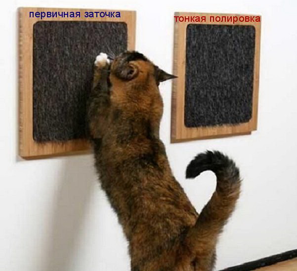 Коты из сети