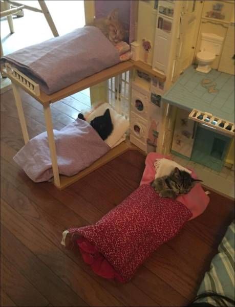 Коты из сети