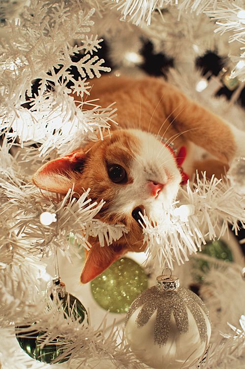 Коты из сети