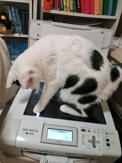Коты и Кошки