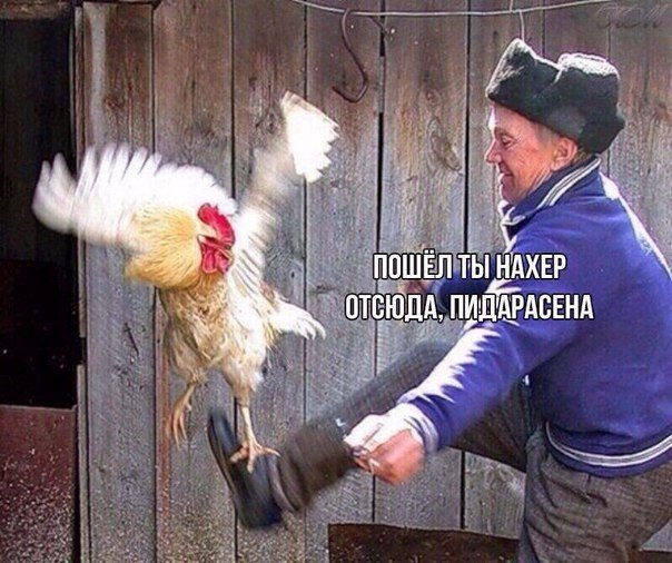 Подборка безудержного веселья