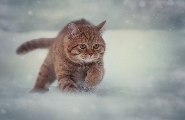 Коты и Кошки