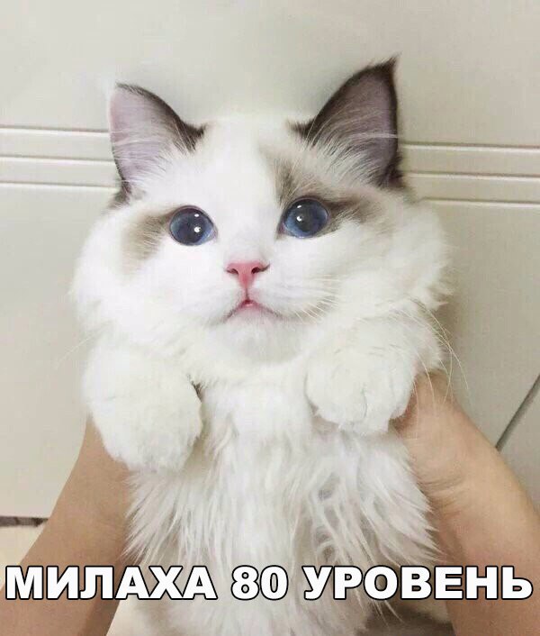Коты и Кошки