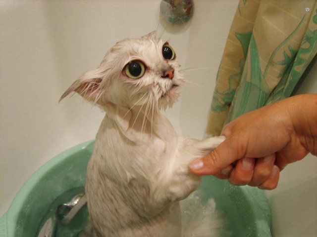 Коты и Кошки