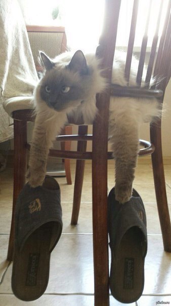 Котофеи обнаглели