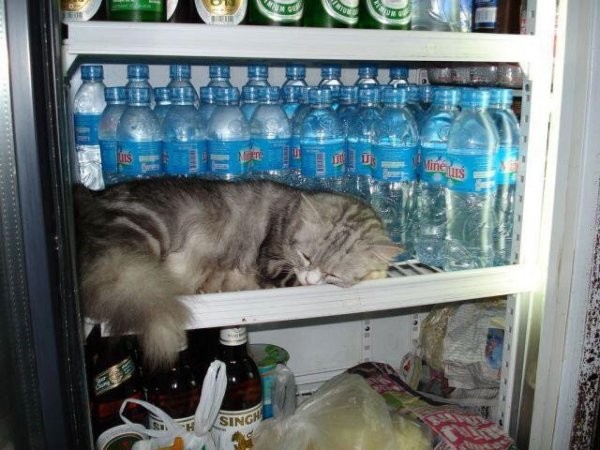 Коты и Кошки