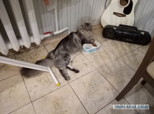Котовторник  14.11.2017