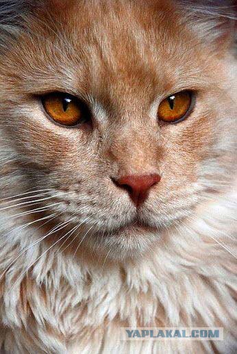 Котовторник 28.11.2017