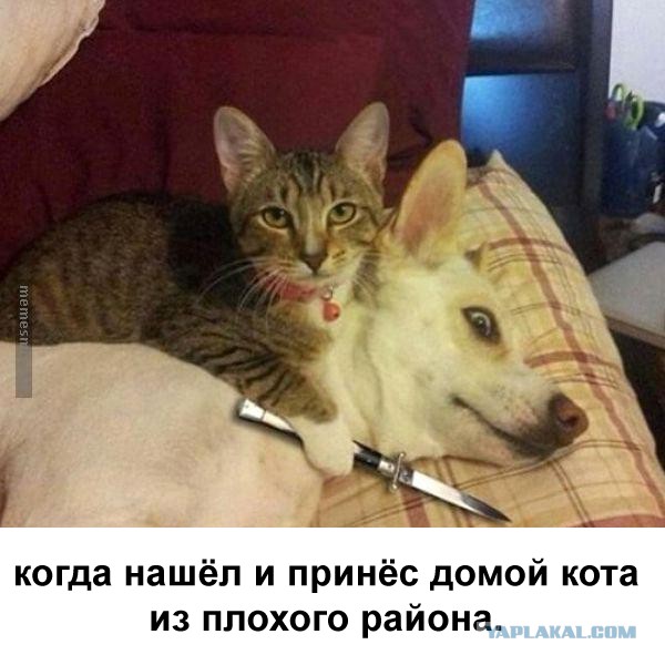 Суета суетой, а картинкам время уделять надо!