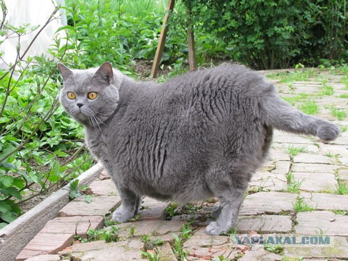 Котопятница
