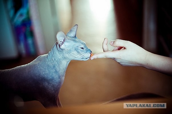Котовторник?
