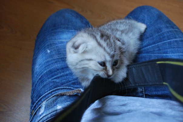 Котовторник 25.01.2011
