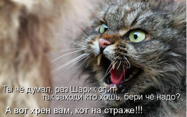 Котовторник 15.02.2011