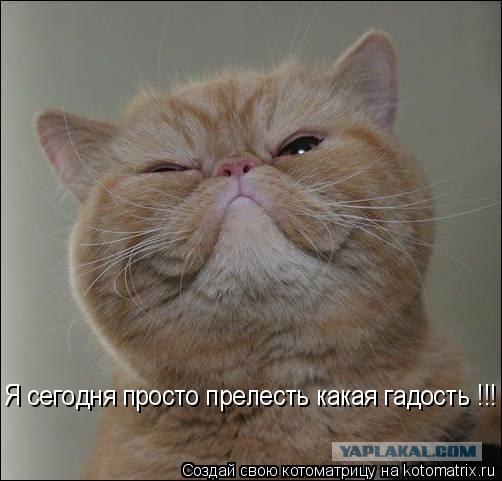 Сонный Котовторник