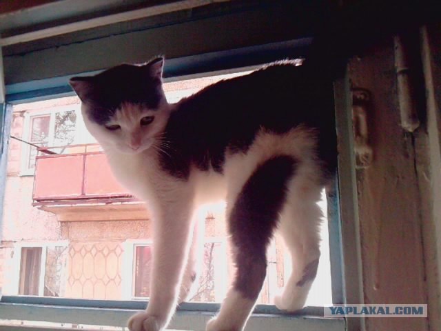 Котовторник 22.11.11
