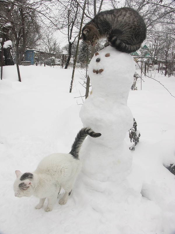 Котовторник 06.12.2011