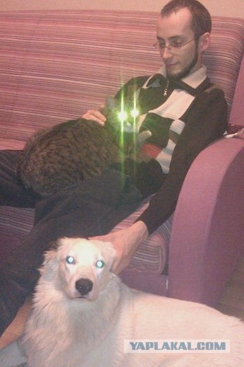 Котовторник (14.02.2012)