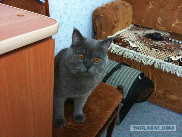 Котовторник 10.04.2012