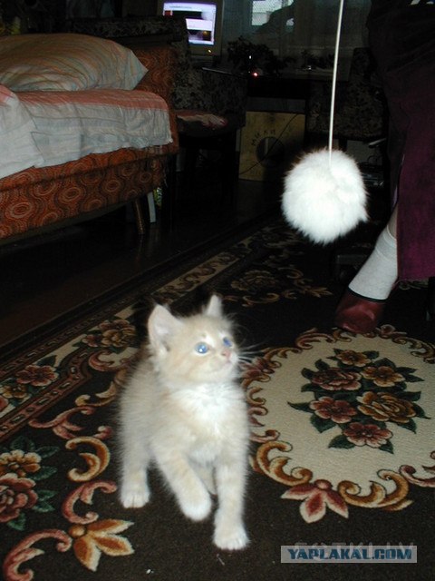 Котовторник   5.06.2012