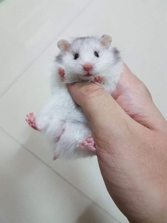Живность из сети