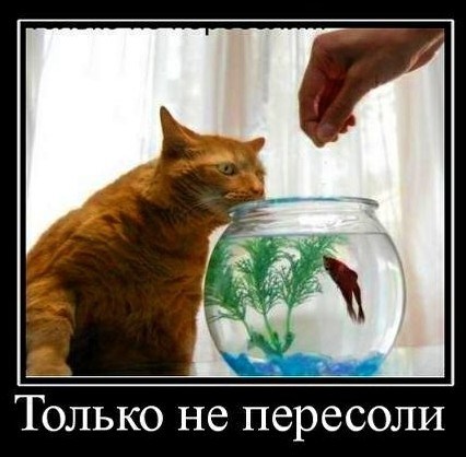 Картинки с котами и про котов