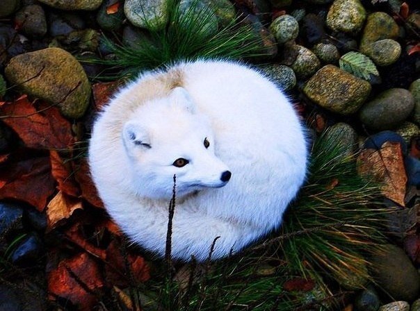 Живность из сети