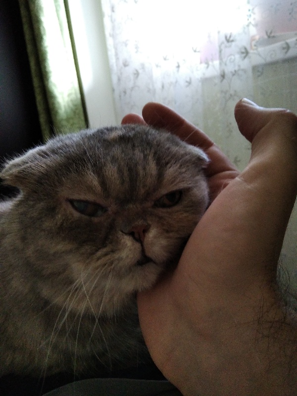 5 ошибок хозяина, которые сокращают жизнь домашней кошки