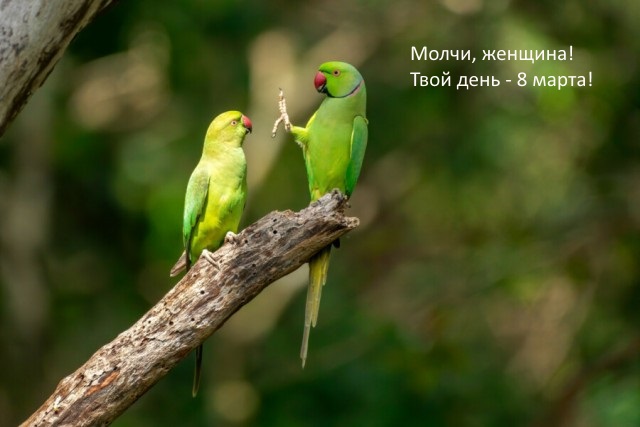 Премия комедийной фотографии дикой природы-2020 объявила финалистов. Среди них — грустная обезьяна и злая черепаха
